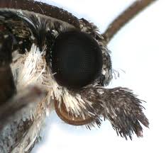 Attēlu rezultāti vaicājumam “Hydriomena impluviata”