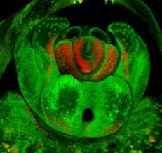 Attēlu rezultāti vaicājumam “Physarum luteolum macro”