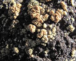 Attēlu rezultāti vaicājumam “Chaenotheca laevigata”