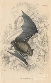Attēlu rezultāti vaicājumam “Myotis nattereri”