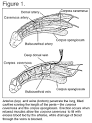 Erectile Dysfunction (ED, Impotence) Causes, Drugs, and Treatments ...