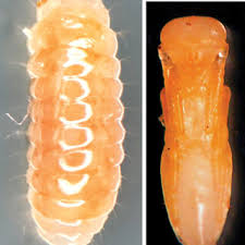 Attēlu rezultāti vaicājumam “Yponomeuta malinellus / cagnagella larva”