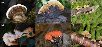 Attēlu rezultāti vaicājumam “Ganoderma applanatum”