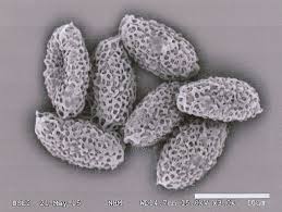 Attēlu rezultāti vaicājumam “Octospora splachnophila spores”