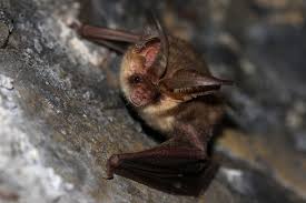 Attēlu rezultāti vaicājumam “Plecotus auritus”