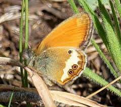 Attēlu rezultāti vaicājumam “Coenonympha arcania underside”
