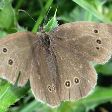 Attēlu rezultāti vaicājumam “Aphantopus hyperantus underside”