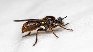 Attēlu rezultāti vaicājumam “Choerades sp.”