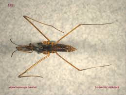 Attēlu rezultāti vaicājumam “Gerridae imago”