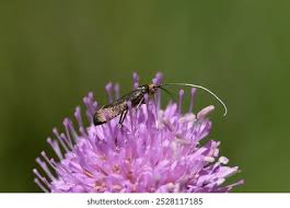 Attēlu rezultāti vaicājumam “Nemophora metallica”