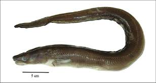 Image result for Conger conger