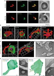 Attēlu rezultāti vaicājumam “Enteridium variabile plasmodium”