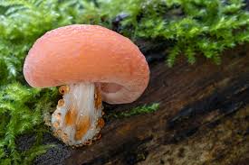 Attēlu rezultāti vaicājumam “Rhodotus palmatus”