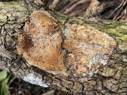 Attēlu rezultāti vaicājumam “Dichomitus campestris”