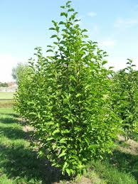 Attēlu rezultāti vaicājumam “Magnolia kobus”