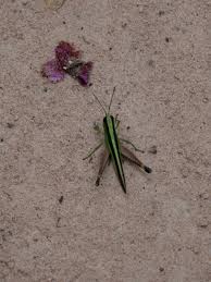 Attēlu rezultāti vaicājumam “Acrididae”