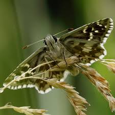 Attēlu rezultāti vaicājumam “Pyrgus alveus upperside”