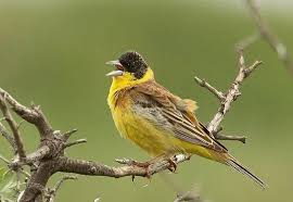 Image result for Emberiza melanocephala