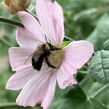 Attēlu rezultāti vaicājumam “Malva moschata alba fruit”
