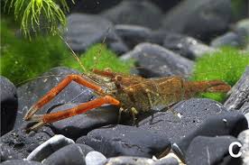 Attēlu rezultāti vaicājumam “Dianema depressum macro”