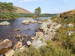 Attēlu rezultāti vaicājumam “Grimmia muehlenbeckii sporophyte”