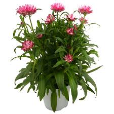 Image result for Strohblume