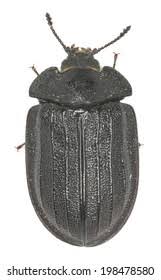 Attēlu rezultāti vaicājumam “Peltis grossa”