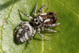 Attēlu rezultāti vaicājumam “Salticus scenicus”