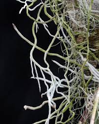 Attēlu rezultāti vaicājumam “Trichia ambigua stalked”