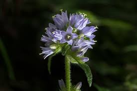 Attēlu rezultāti vaicājumam “Campanula cervicaria flower”