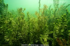 Attēlu rezultāti vaicājumam “Najas marina leaf”