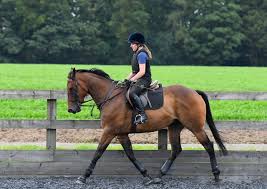 Image result for North Lammermuir Riding Club