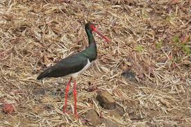 Attēlu rezultāti vaicājumam “Ciconia nigra”