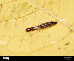 Attēlu rezultāti vaicājumam “Raphidia larva”