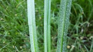 Attēlu rezultāti vaicājumam “Carex hirta female flower”