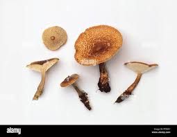 Attēlu rezultāti vaicājumam “Polyporus tuberaster”