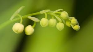 Attēlu rezultāti vaicājumam “Convallaria majalis bud”