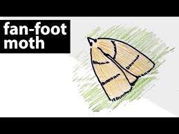 Attēlu rezultāti vaicājumam “Zanclognatha tarsipennalis”