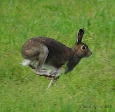Attēlu rezultāti vaicājumam “Lepus timidus”