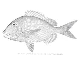 Image result for Calamus bajonado