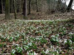 Attēlu rezultāti vaicājumam “Isopyrum thalictroides leaf”