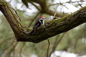 Attēlu rezultāti vaicājumam “Dendrocopos medius nest”