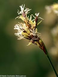 Attēlu rezultāti vaicājumam “Carex praecox”