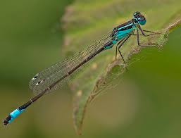 Attēlu rezultāti vaicājumam “Ischnura elegans”