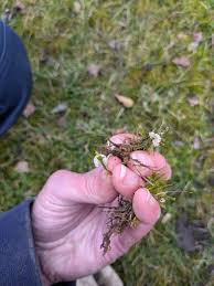 Attēlu rezultāti vaicājumam “Rimbachia neckerae”