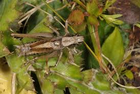 Attēlu rezultāti vaicājumam “Metrioptera brachyptera”