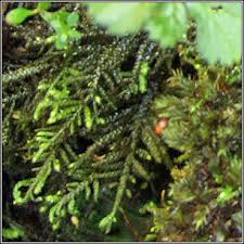 Attēlu rezultāti vaicājumam “Lepidozia reptans”