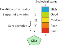 Attēlu rezultāti vaicājumam “Cinclidotus danubicus cells”