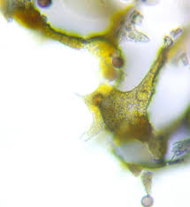 Attēlu rezultāti vaicājumam “Badhamia nitens”