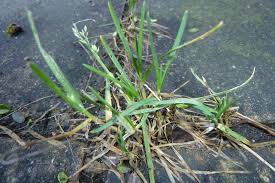 Attēlu rezultāti vaicājumam “Poa angustifolia”